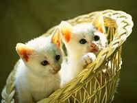 pic for Cute Kittens
